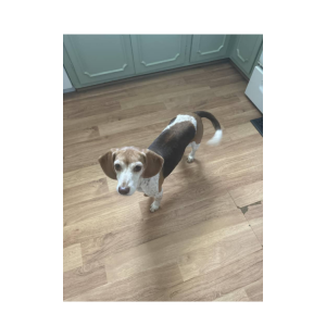 Lost Dog Carly B.