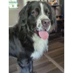 Lost Dog BB