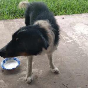 Found Dog uknown