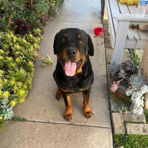 Found Dog Unknown