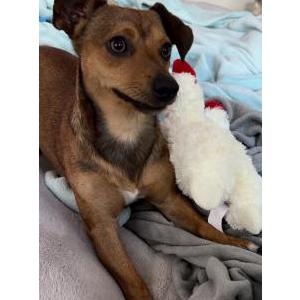 Found Dog Unknown