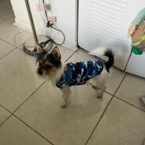 Found Dog Unknown
