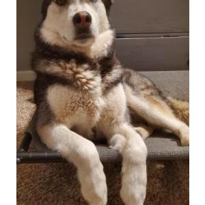 Lost Dog Onyx