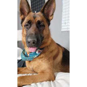 Lost Dog Harley