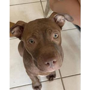 Found Dog Unknown