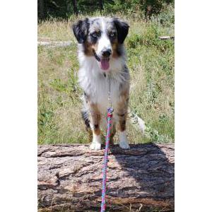 Lost Dog Bear