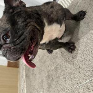 Found Dog Unknown