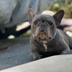Lost Dog Bella