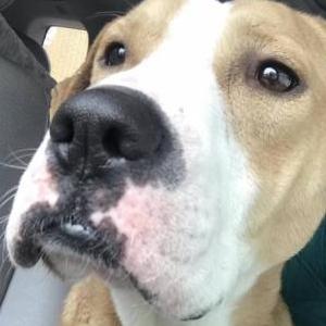 Lost Dog Sisco