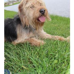 Lost Dog Romeo