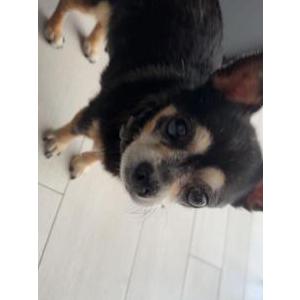Lost Dog Rocco