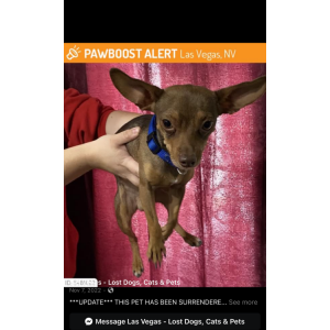 2nd Image of Milo, Lost Dog