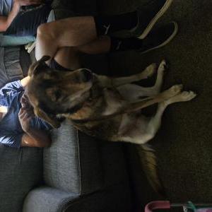 Lost Dog Athena