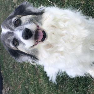Lost Dog Baby Girl