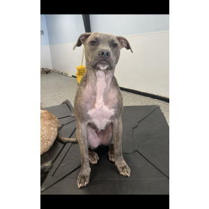 Lost Dog Beaux