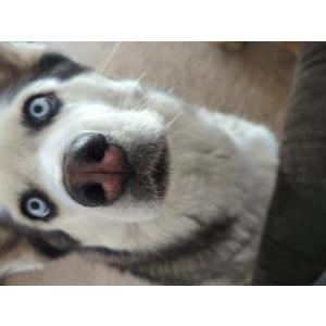 Lost Dog Maya