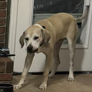 Lost Dog Archie