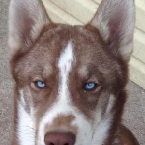 Lost Dog Jack