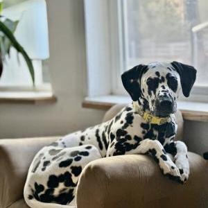 Lost Dog Cricket