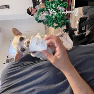 Lost Dog Dulce