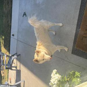 Found Dog Unknown