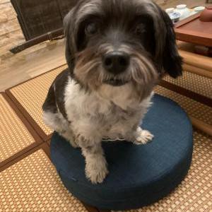 Lost Dog Riley