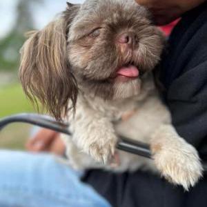 Lost Dog Shiloh
