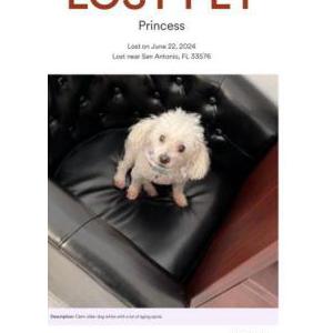 Lost Dog Princess