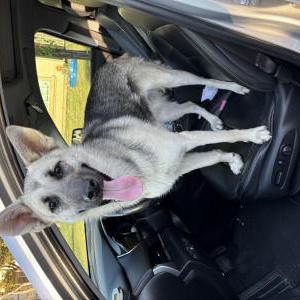 Found Dog Unknown