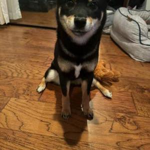 Lost Dog Rain