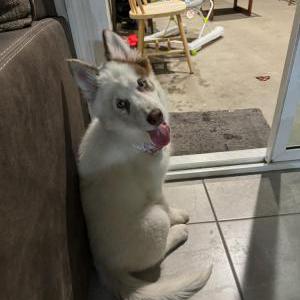 Lost Dog Sadie