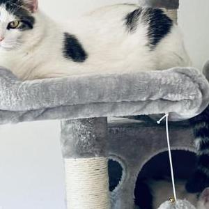 Image of Mr. Clean, Lost Cat