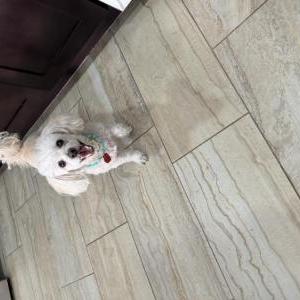 Found Dog Wednesday