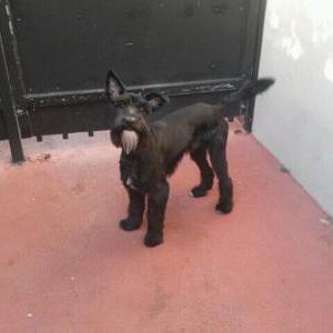Lost Dog Max