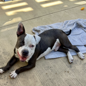Found Dog unknown