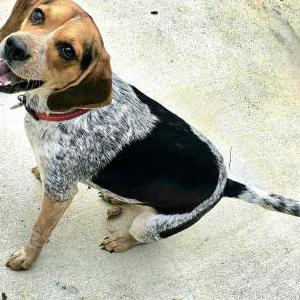 Lost Dog Bella