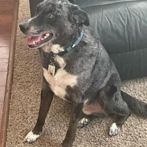 Lost Dog Neptune