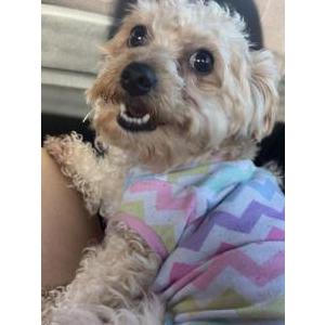 Found Dog Unknown