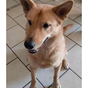 Lost Dog Lylah