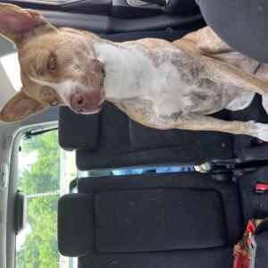 Found Dog Unknown
