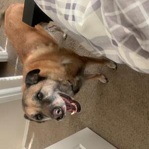 Lost Dog Sam