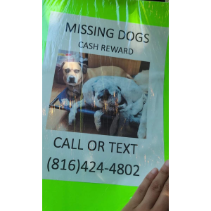 Lost Dog Rocky