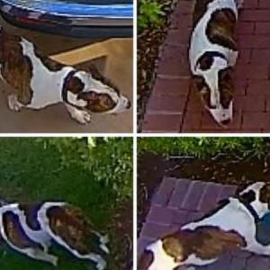 Found Dog Unknown