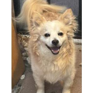 Lost Dog Buddy