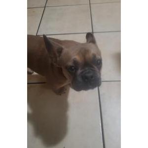 Lost Dog Coco
