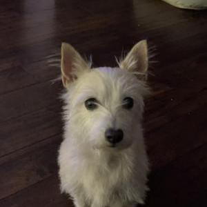 Lost Dog Canela