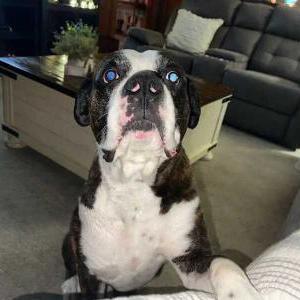 Lost Dog MAX
