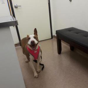 Lost Dog Star