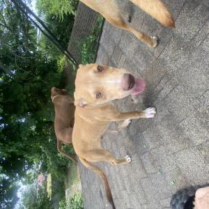 Lost Dog Memho