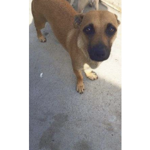 Lost Dog Fina